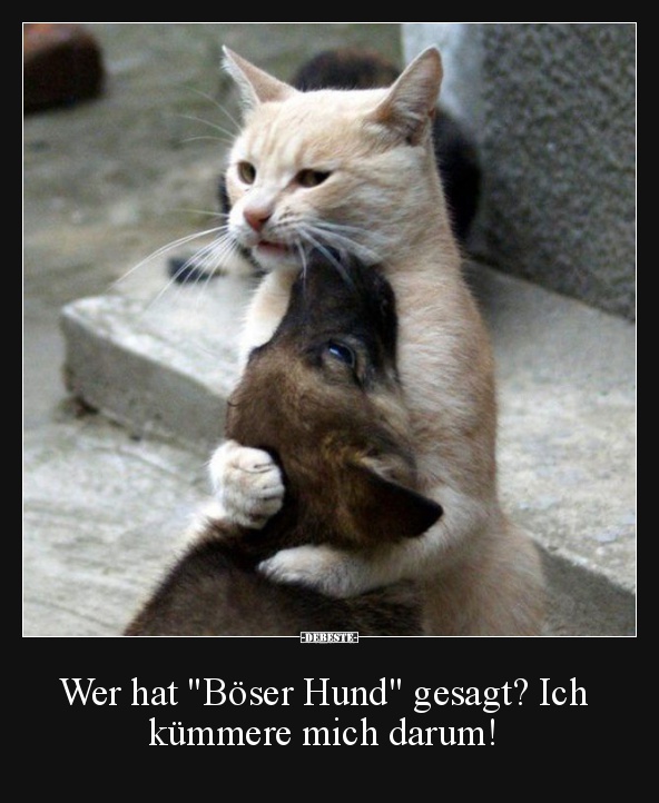 Wer hat 'Böser Hund' gesagt? Ich kümmere mich darum! - Lustige Bilder | DEBESTE.de