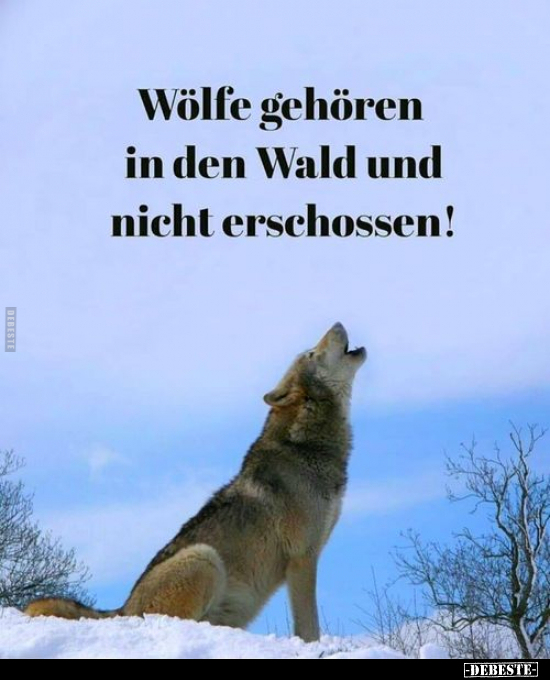 Wölfe gehören in den Wald und nicht erschossen!.. - Lustige Bilder | DEBESTE.de