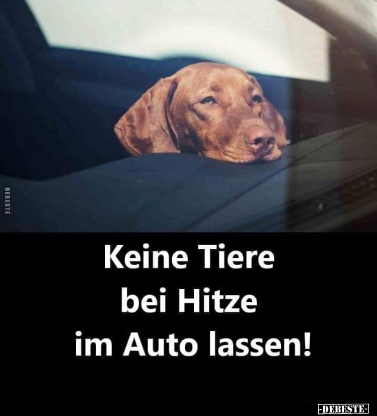 Keine Tiere bei Hitze im Auto lassen!.. - Lustige Bilder | DEBESTE.de