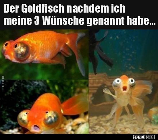 Der Goldfisch nachdem ich meine 3 Wünsche genannt.. - Lustige Bilder | DEBESTE.de