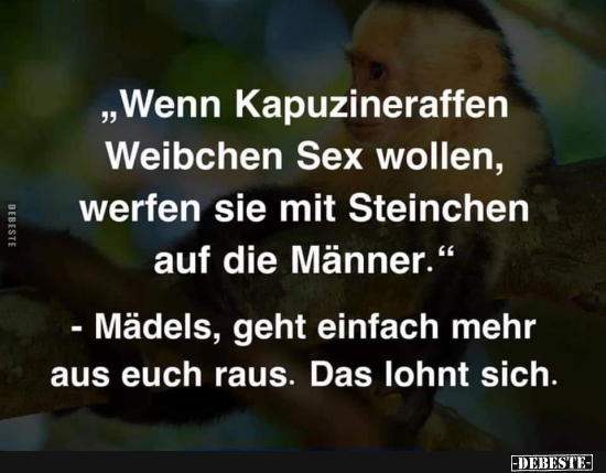 Wenn Kapuzineraffen Weibchen Sex wollen, werfen sie mit.. - Lustige Bilder | DEBESTE.de