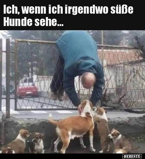 Ich, wenn ich irgendwo süße Hunde sehe... - Lustige Bilder | DEBESTE.de