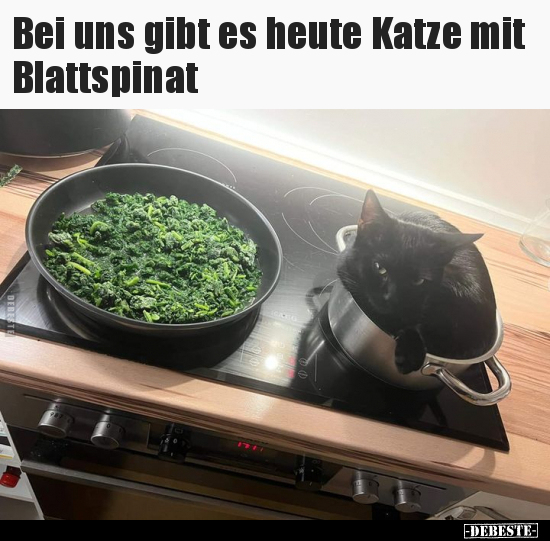 Bei uns gibt es heute Katze mit Blattspinat.. - Lustige Bilder | DEBESTE.de