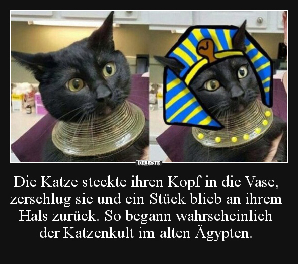 Die Katze steckte ihren Kopf in die Vase, zerschlug sie.. - Lustige Bilder | DEBESTE.de