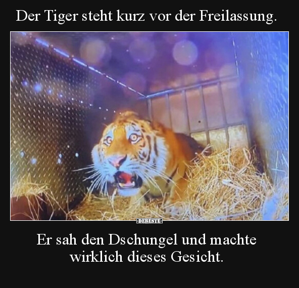 Der Tiger steht kurz vor der Freilassung. Er sah den.. - Lustige Bilder | DEBESTE.de