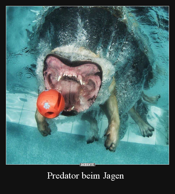 Predator beim Jagen.. - Lustige Bilder | DEBESTE.de