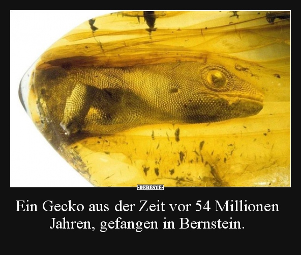 Ein Gecko aus der Zeit vor 54 Millionen Jahren, gefangen.. - Lustige Bilder | DEBESTE.de