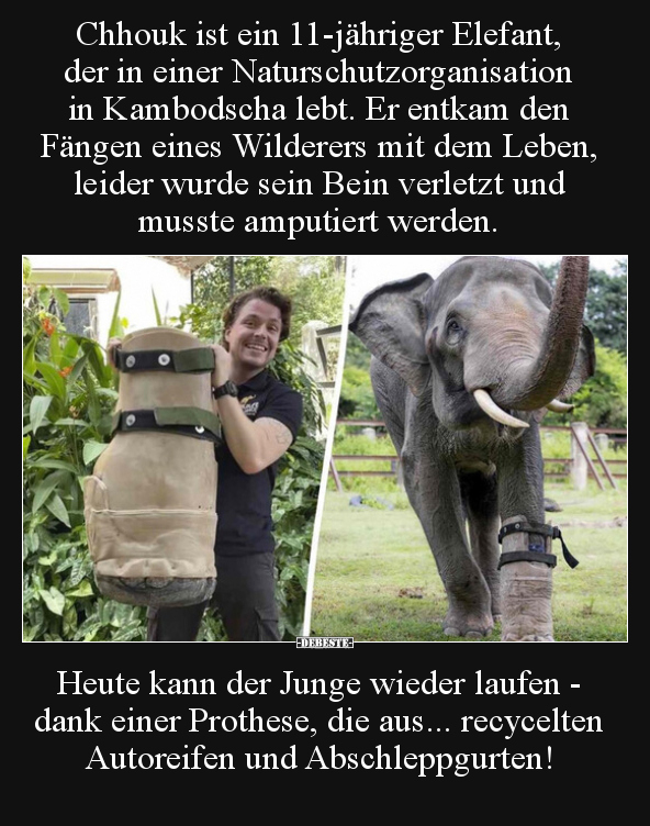Chhouk ist ein 11-jähriger Elefant, der in einer.. - Lustige Bilder | DEBESTE.de