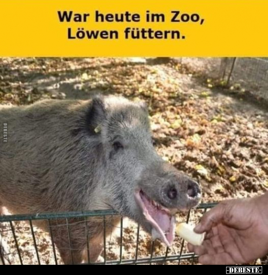 War heute im Zoo, Löwen füttern... - Lustige Bilder | DEBESTE.de