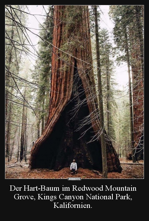 Der Hart-Baum im Redwood Mountain Grove.. - Lustige Bilder | DEBESTE.de