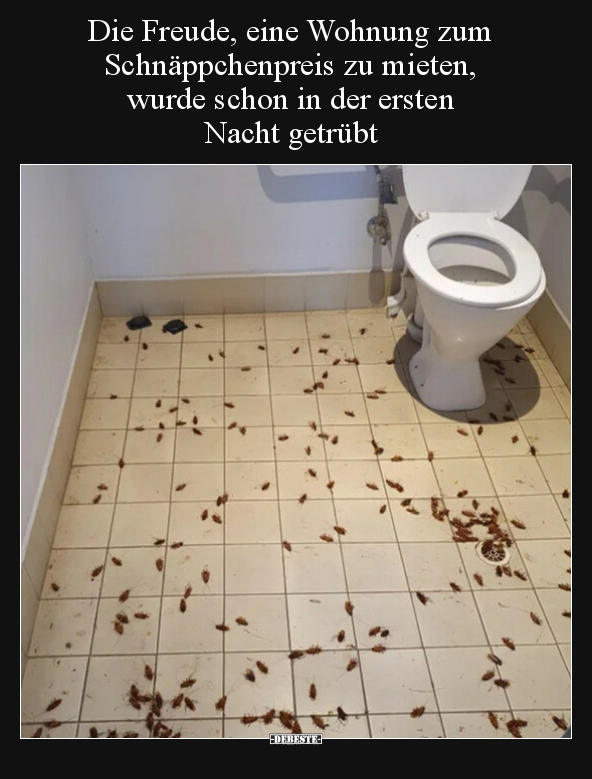 Die Freude, eine Wohnung zum Schnäppchenpreis zu mieten.. - Lustige Bilder | DEBESTE.de
