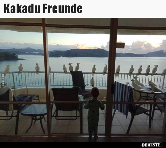 Kakadu Freunde.. - Lustige Bilder | DEBESTE.de