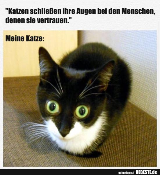 Katzen schließen ihre Augen bei den Menschen.. - Lustige Bilder | DEBESTE.de