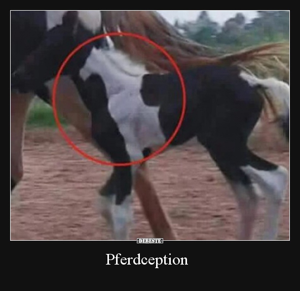 Pferdception.. - Lustige Bilder | DEBESTE.de