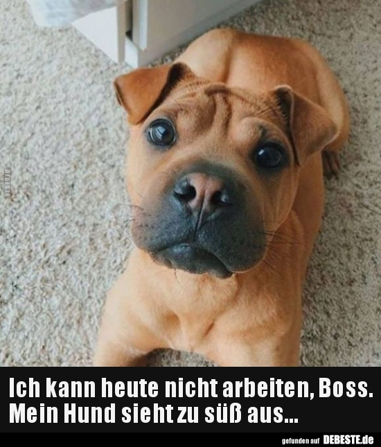 Ich kann heute nicht arbeiten, Boss. Mein Hund sieht zu.. - Lustige Bilder | DEBESTE.de