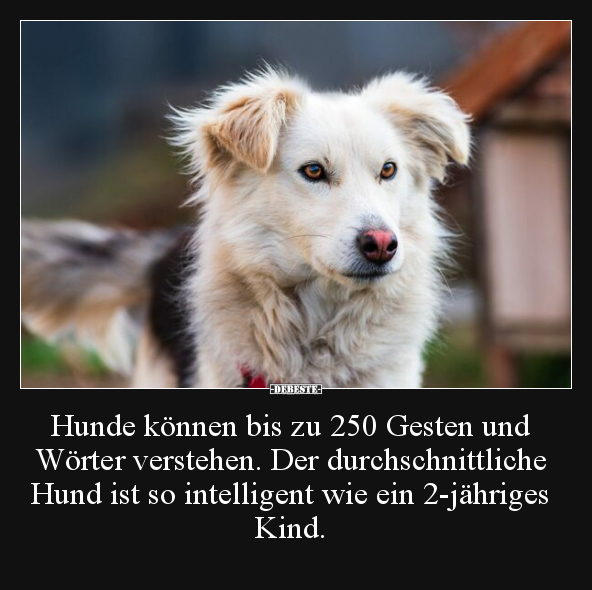 Hunde können bis zu 250 Gesten und Wörter verstehen. Der.. - Lustige Bilder | DEBESTE.de