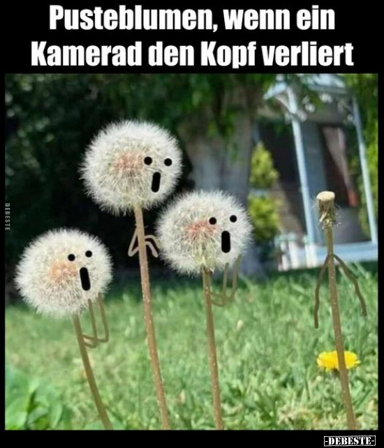 Pusteblumen, wenn ein Kamerad den Kopf verliert.. - Lustige Bilder | DEBESTE.de