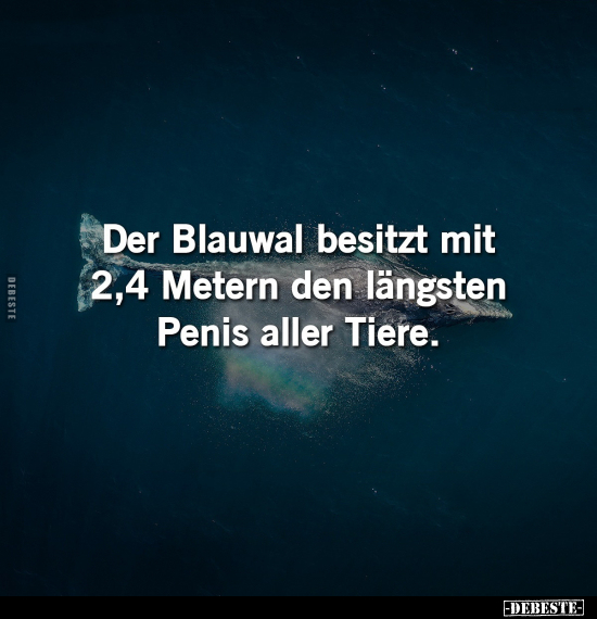 Der Blauwal besitzt mit 2,4 Metern den längsten Penis aller.. - Lustige Bilder | DEBESTE.de