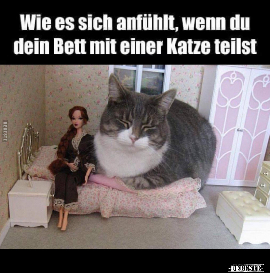 Wie es sich anfühlt, wenn du dein Bett mit einer Katze.. - Lustige Bilder | DEBESTE.de