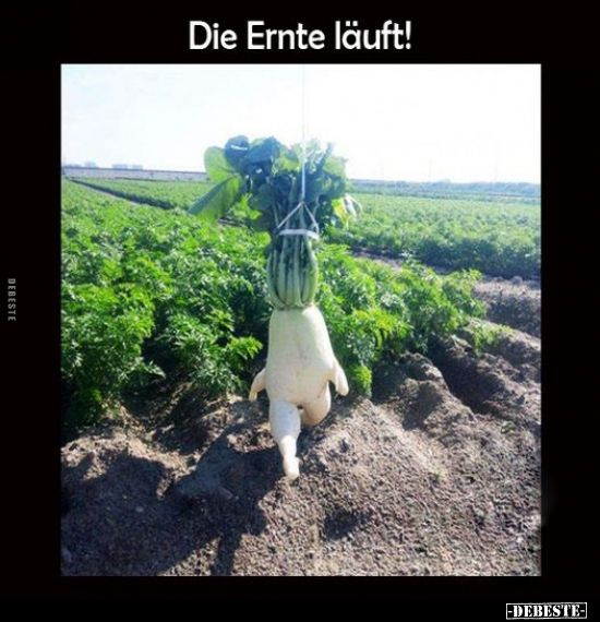 Die Ernte läuft!.. - Lustige Bilder | DEBESTE.de