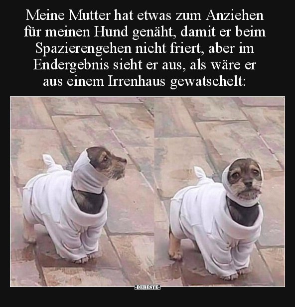 Meine Mutter hat etwas zum Anziehen für meinen Hund genäht.. - Lustige Bilder | DEBESTE.de