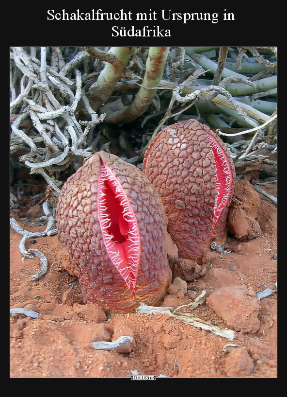 Schakalfrucht mit Ursprung in Südafrika.. - Lustige Bilder | DEBESTE.de