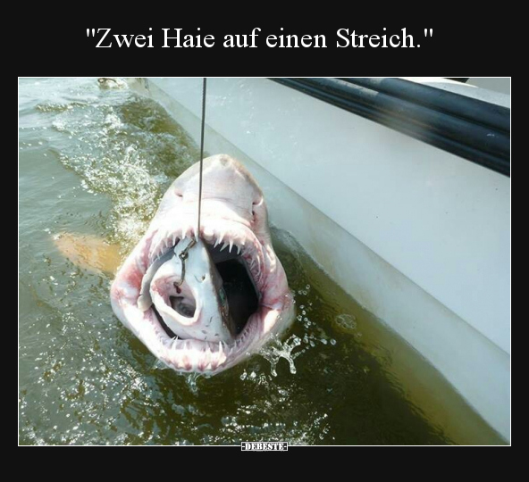 "Zwei Haie auf einen Streich.".. - Lustige Bilder | DEBESTE.de