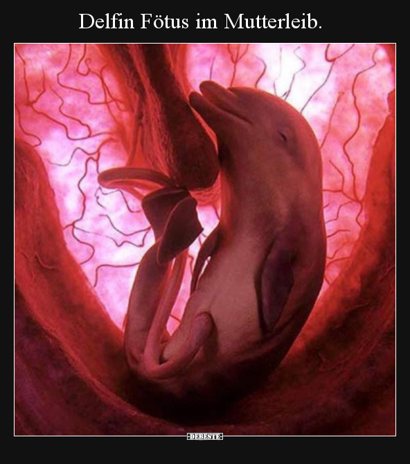 Delfin Fötus im Mutterleib... - Lustige Bilder | DEBESTE.de
