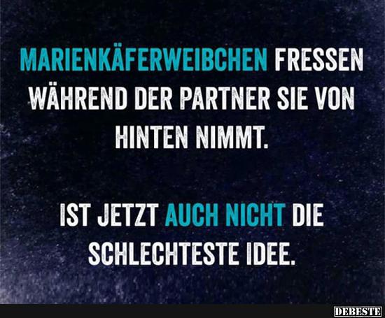 Marienkäferweibchen fressen während der Partner sie von... - Lustige Bilder | DEBESTE.de