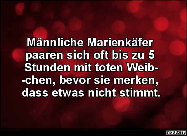Männliche Marienkäfer paaren sich oft bis zu 5 Stunden.. - Lustige Bilder | DEBESTE.de