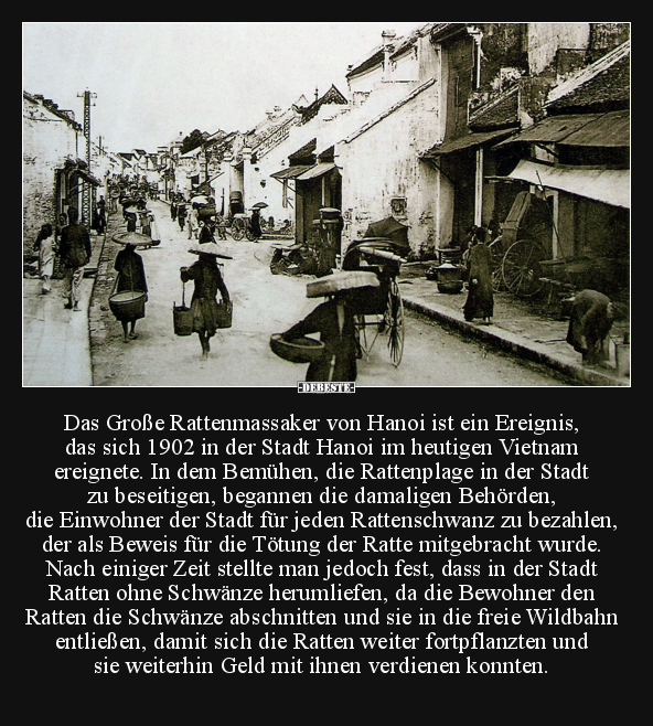 Das Große Rattenmassaker von Hanoi ist ein Ereignis, das.. - Lustige Bilder | DEBESTE.de