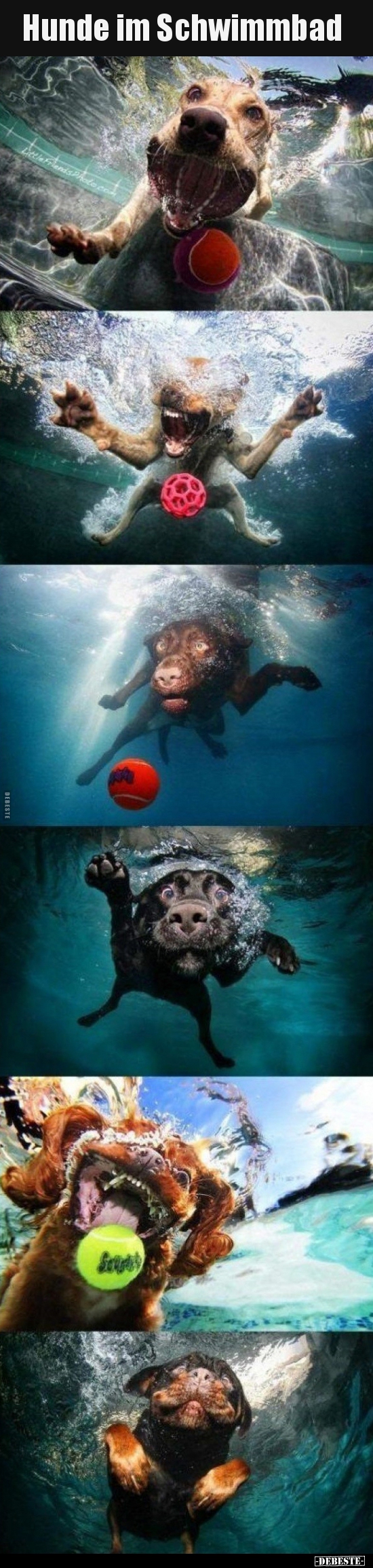 Hunde im Schwimmbad.. - Lustige Bilder | DEBESTE.de