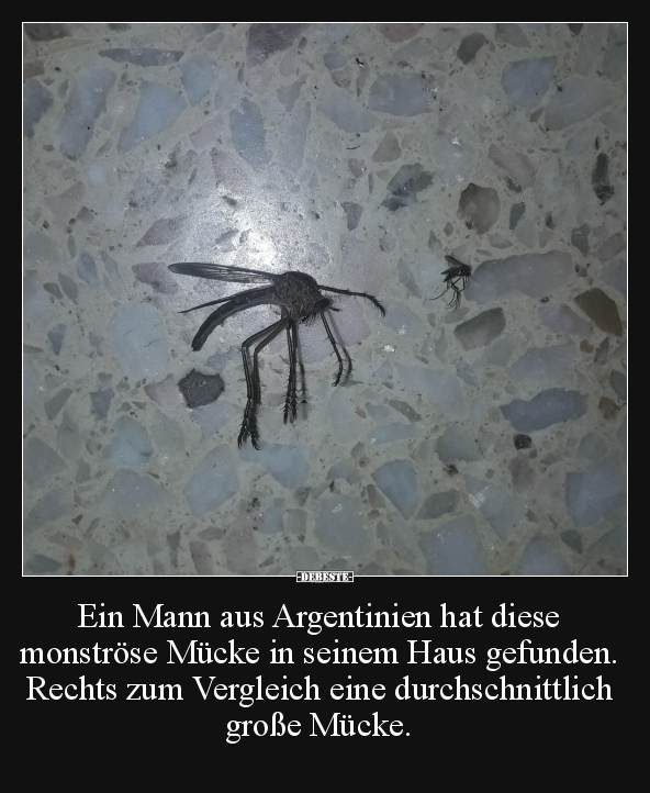 Ein Mann aus Argentinien hat diese monströse Mücke in.. - Lustige Bilder | DEBESTE.de