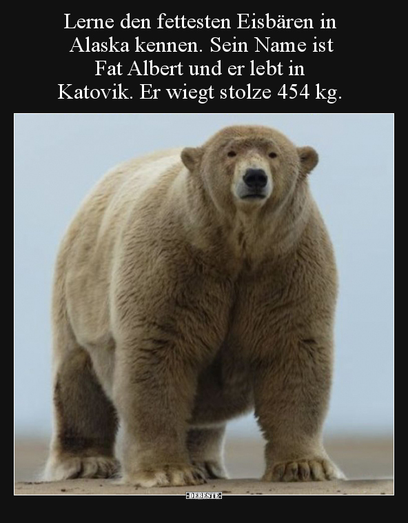 Lerne den fettesten Eisbären in Alaska kennen... - Lustige Bilder | DEBESTE.de