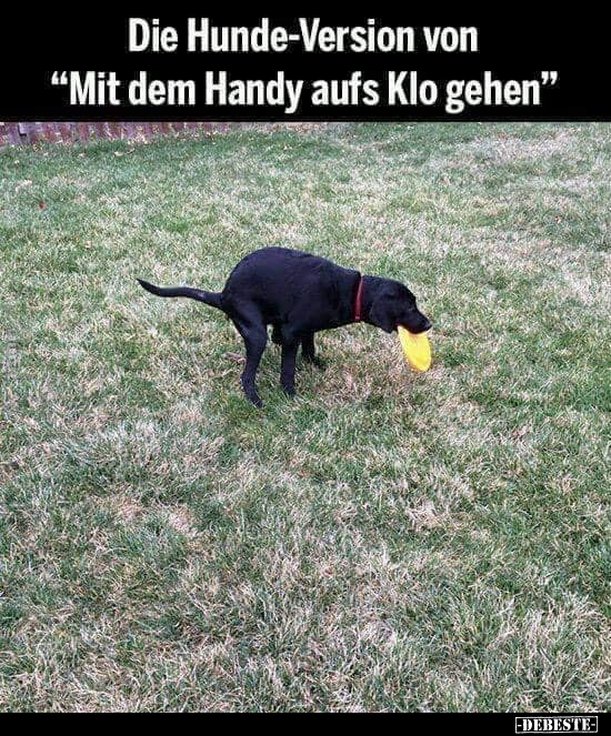 Die Hunde-Version von "Mit dem Handy aufs Klo gehen".. - Lustige Bilder | DEBESTE.de