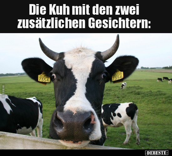 Die Kuh mit den zwei zusätzlichen Gesichtern.. - Lustige Bilder | DEBESTE.de