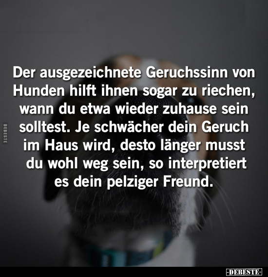 Der ausgezeichnete Geruchssinn von Hunden hilft ihnen sogar.. - Lustige Bilder | DEBESTE.de