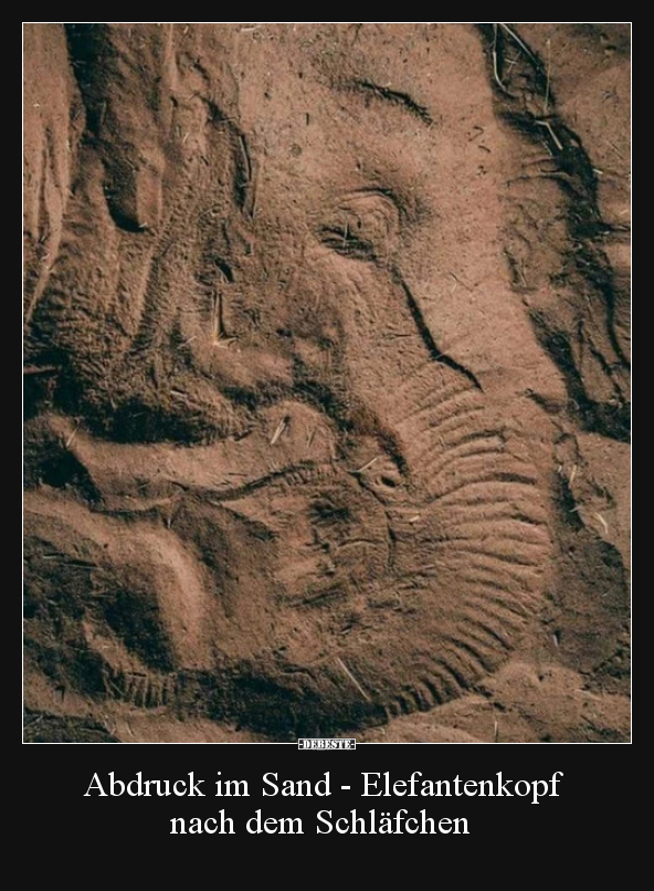 Abdruck im Sand - Elefantenkopf nach dem Schläfchen.. - Lustige Bilder | DEBESTE.de
