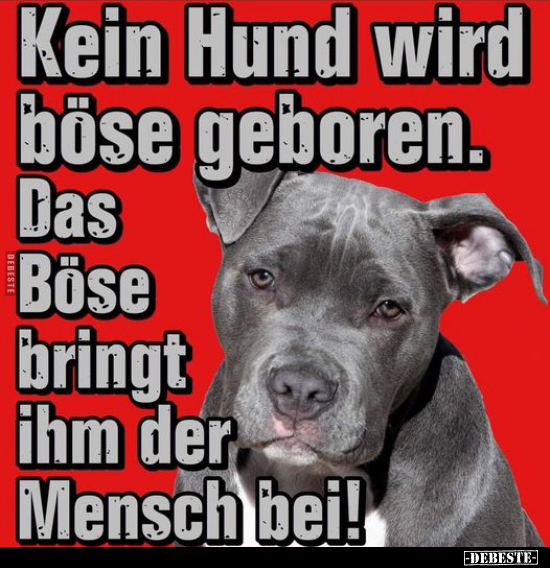 Kein Hund wird böse geboren. Das Böse bringt ihm der Mensch.. - Lustige Bilder | DEBESTE.de
