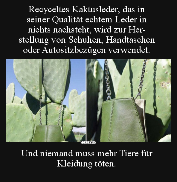 Recyceltes Kaktusleder, das in seiner Qualität echtem.. - Lustige Bilder | DEBESTE.de