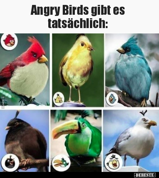 Angry Birds gibt es tatsächlich.. - Lustige Bilder | DEBESTE.de