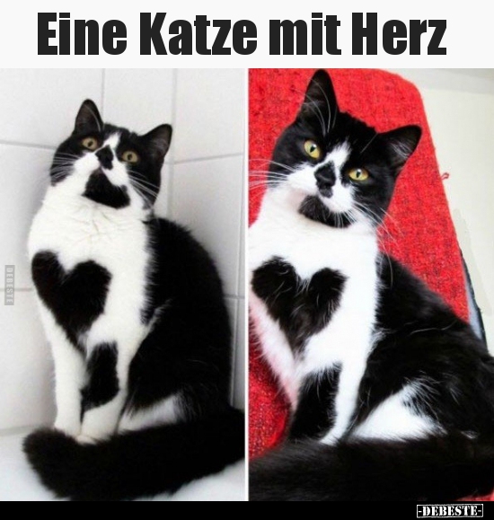 Eine Katze mit Herz.. - Lustige Bilder | DEBESTE.de