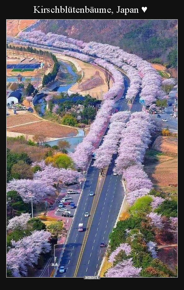 Kirschblütenbäume, Japan ♥ - Lustige Bilder | DEBESTE.de