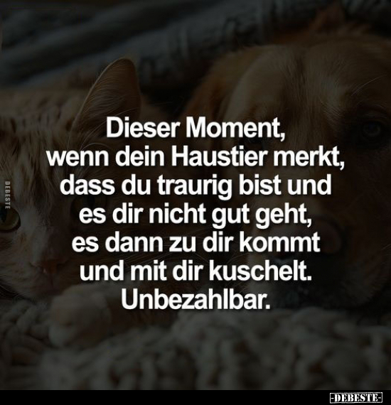 Dieser Moment, wenn dein Haustier merkt, dass du traurig bist.. - Lustige Bilder | DEBESTE.de