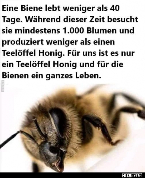 Eine Biene lebt weniger als 40 Tage. Während dieser Zeit.. - Lustige Bilder | DEBESTE.de