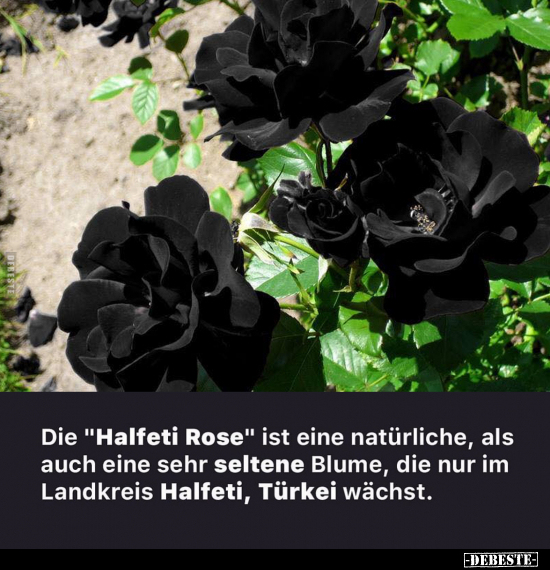 Die "Halfeti Rose" ist eine natürliche... - Lustige Bilder | DEBESTE.de