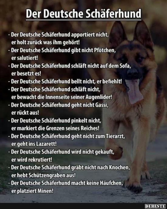 Der deutsche Schäferhund.. - Lustige Bilder | DEBESTE.de