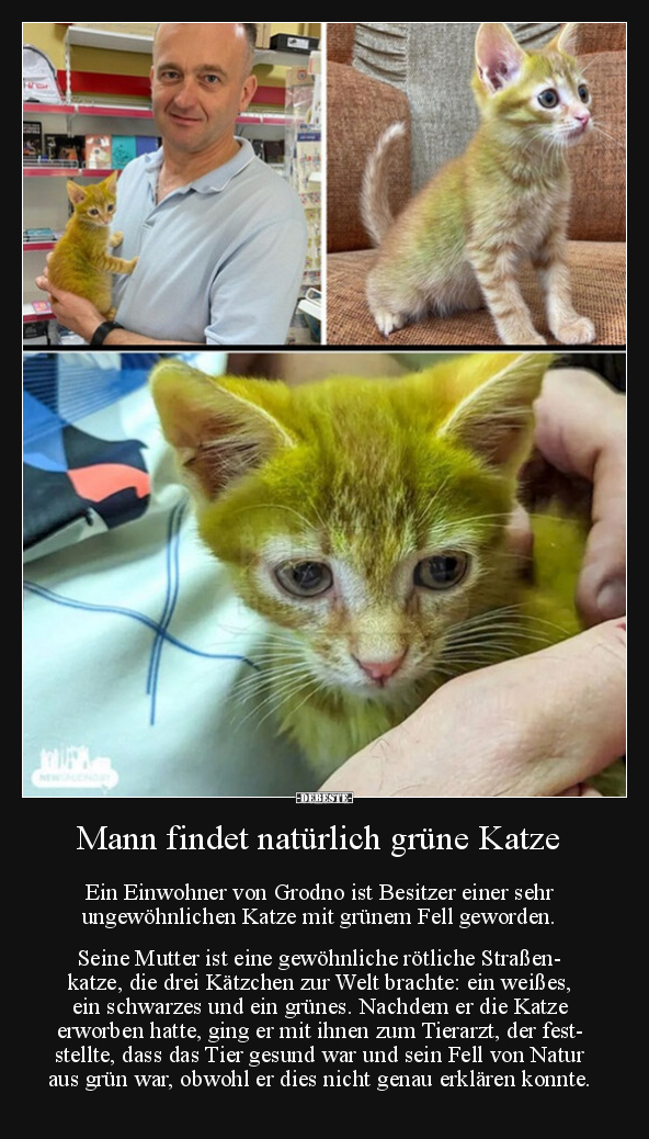 Mann findet natürlich grüne Katze.. - Lustige Bilder | DEBESTE.de