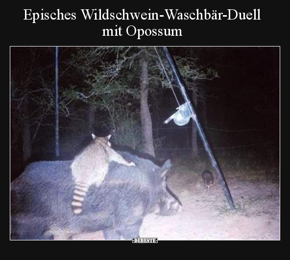 Episches Wildschwein-Waschbär-Duell mit Opossum.. - Lustige Bilder | DEBESTE.de