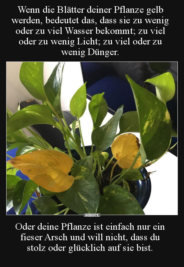 Wenn die Blätter deiner Pflanze gelb werden, bedeutet das.. - Lustige Bilder | DEBESTE.de